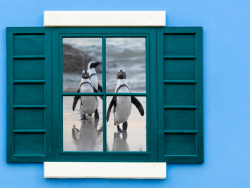 Durchs Fenster zum Pinguin